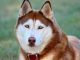 Dog Breed Guide - Siberian Husky