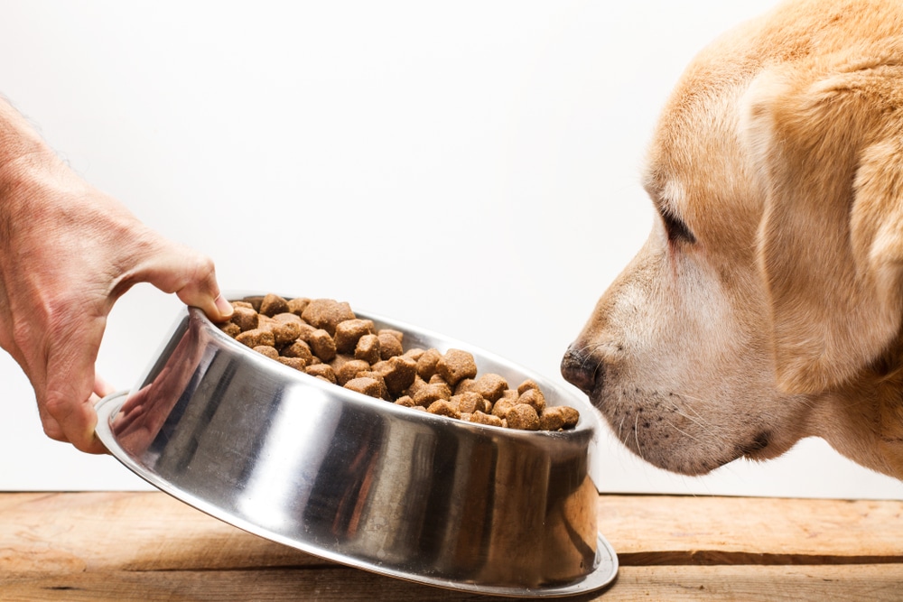 labrador retriever dog eating dry food