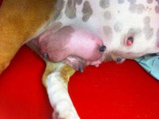 Mastitis in Dogs A