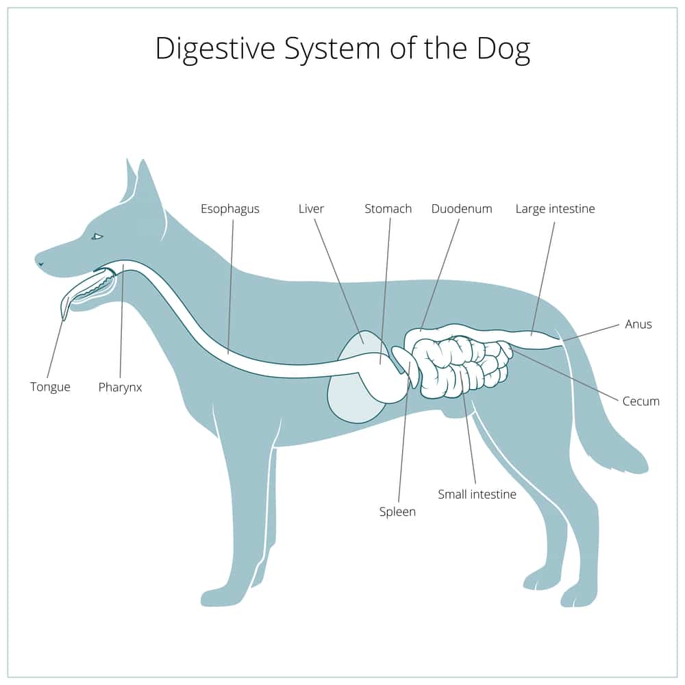 dog digestive system illustration
