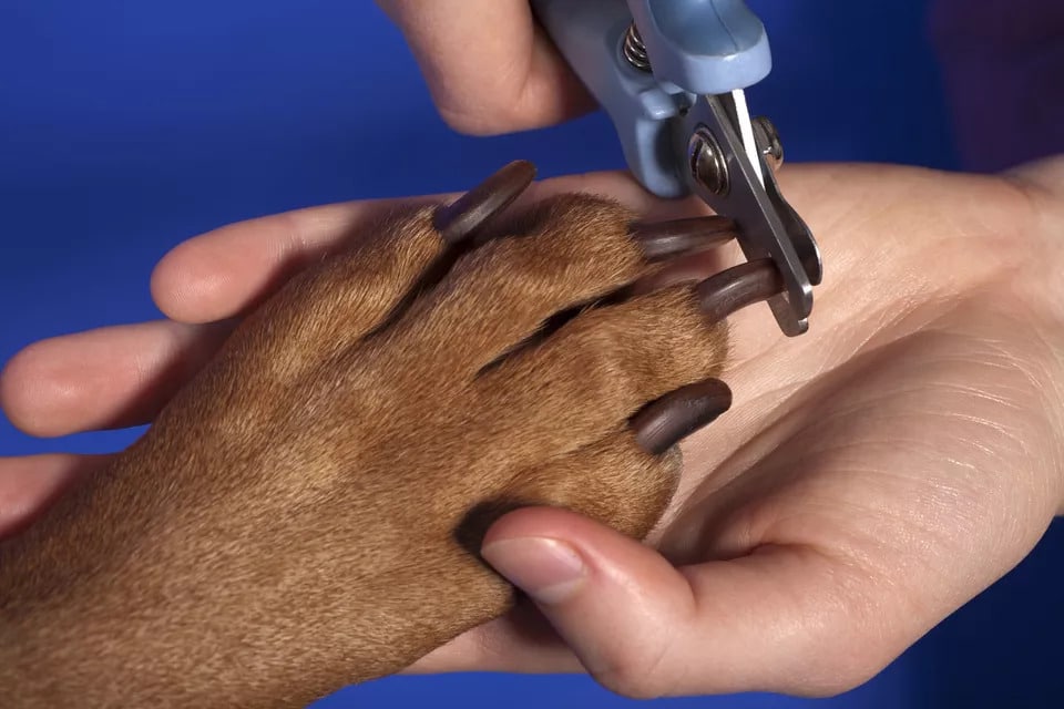 close up of veterinarian cutting dog nails with nail trimmer