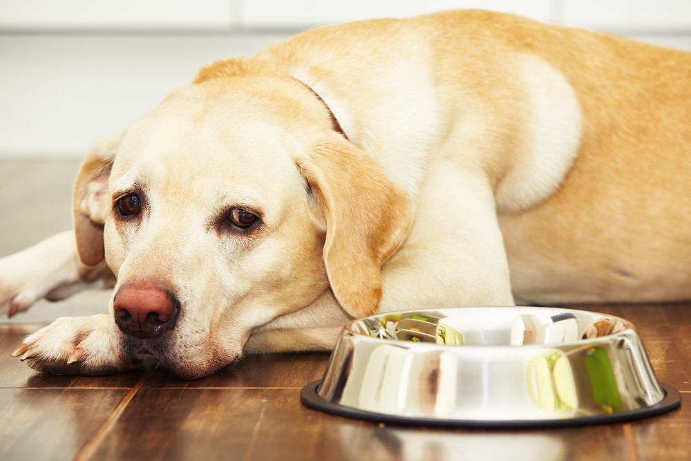 hungry labrador sitting near empty bowl of dog food