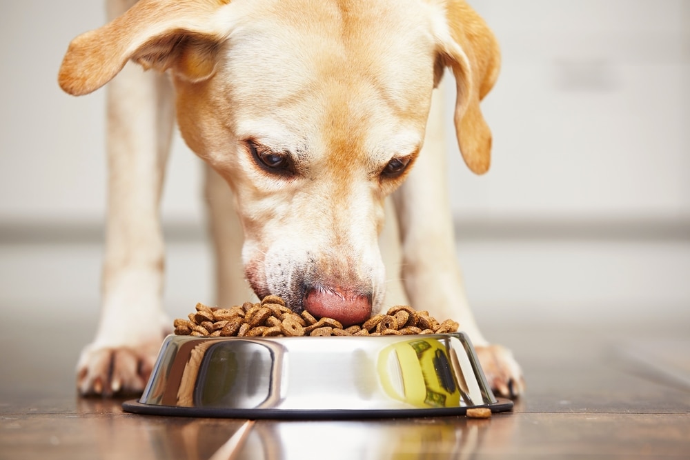 hungry labrador retriever dog eating dry food