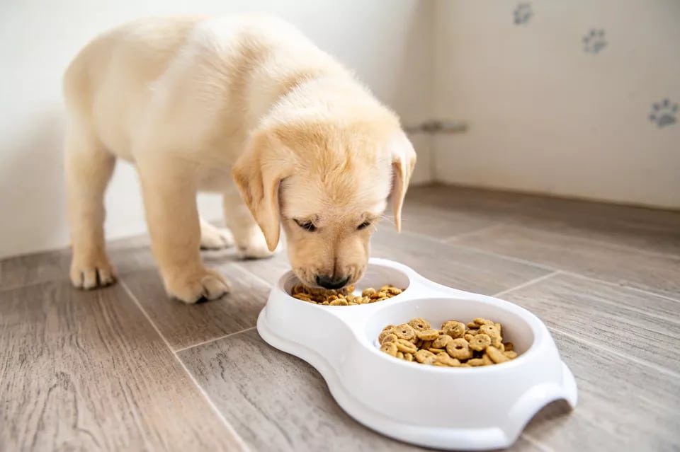 puppy eating dry food at home