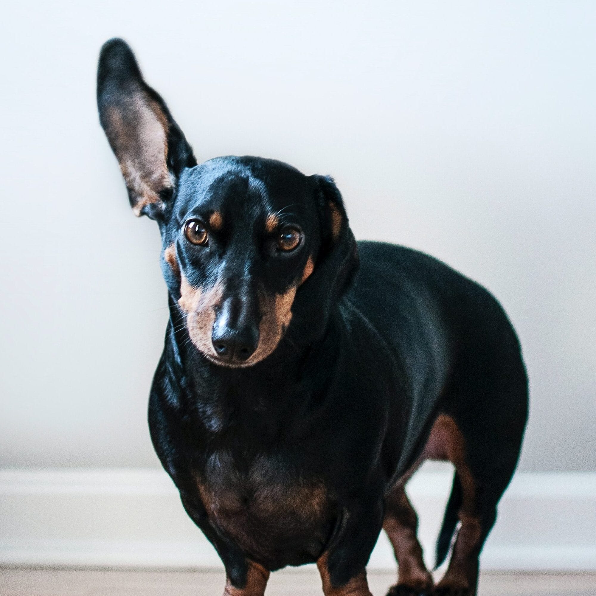 Close-up of dog's ear, used to represent dog ear health issues and cleaning guides.