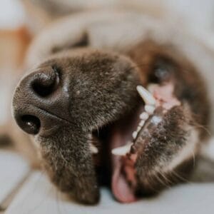Close-up of dog's mouth showing teeth and gums, emphasizing dog dental health and hygiene.