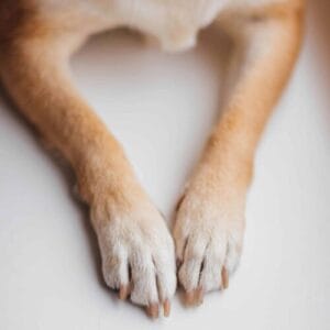 Close-up of dog paws and feet, illustrating joint health and mobility concerns.