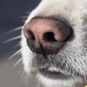 Extreme close-up of a dog's nose and snout, symbolizing dog respiratory health and breathing.