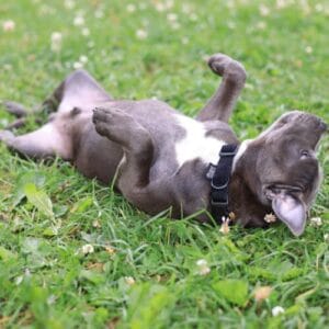 Happy dog rolling on its back in the grass, symbolizing good dog digestive health.