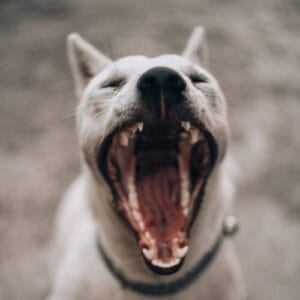 White dog with mouth open wide, used as a symbol for a dog emergency and first aid.