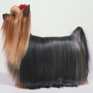 Yorkshire terrier with long, silky coat, representing dog skin and coat health and allergies.
