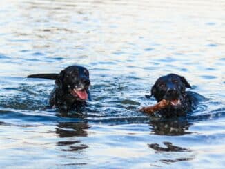 Two black Labrador Retrievers swimming.
