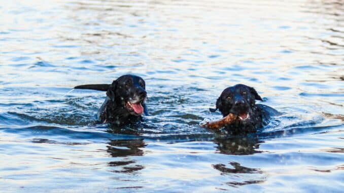 Two black Labrador Retrievers swimming.