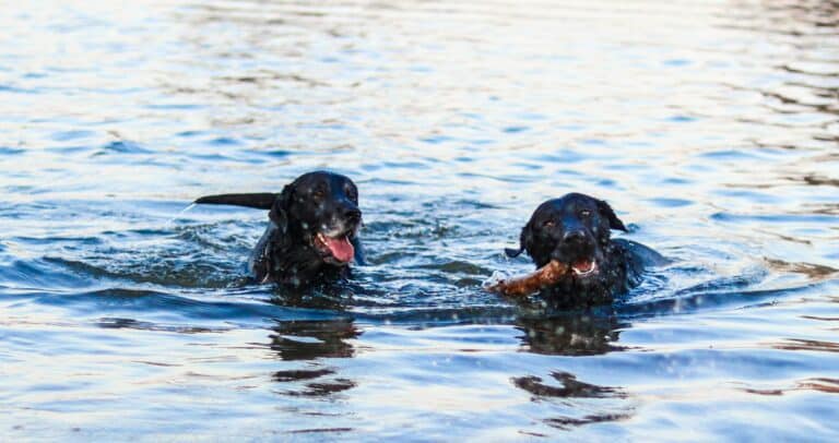 Two black Labrador Retrievers swimming.
