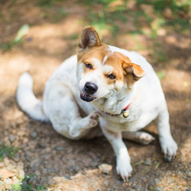 A white and brown dog furiously scratching its body with its hind leg, visually representing the irritation and discomfort caused by fleas, ticks, and canine parasites.