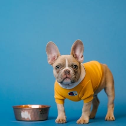 Adorable fawn French Bulldog puppy wearing a yellow shirt and looking expectantly at the camera next to an empty copper food bowl on a bright blue background.