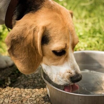 Beagle drinking water from a metal bowl, emphasizing proper dog hydration for urinary and kidney health.