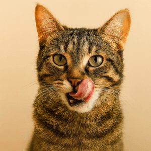 Close-up of a tabby cat licking its lips with its tongue out, suggesting appetite and satisfaction after eating.