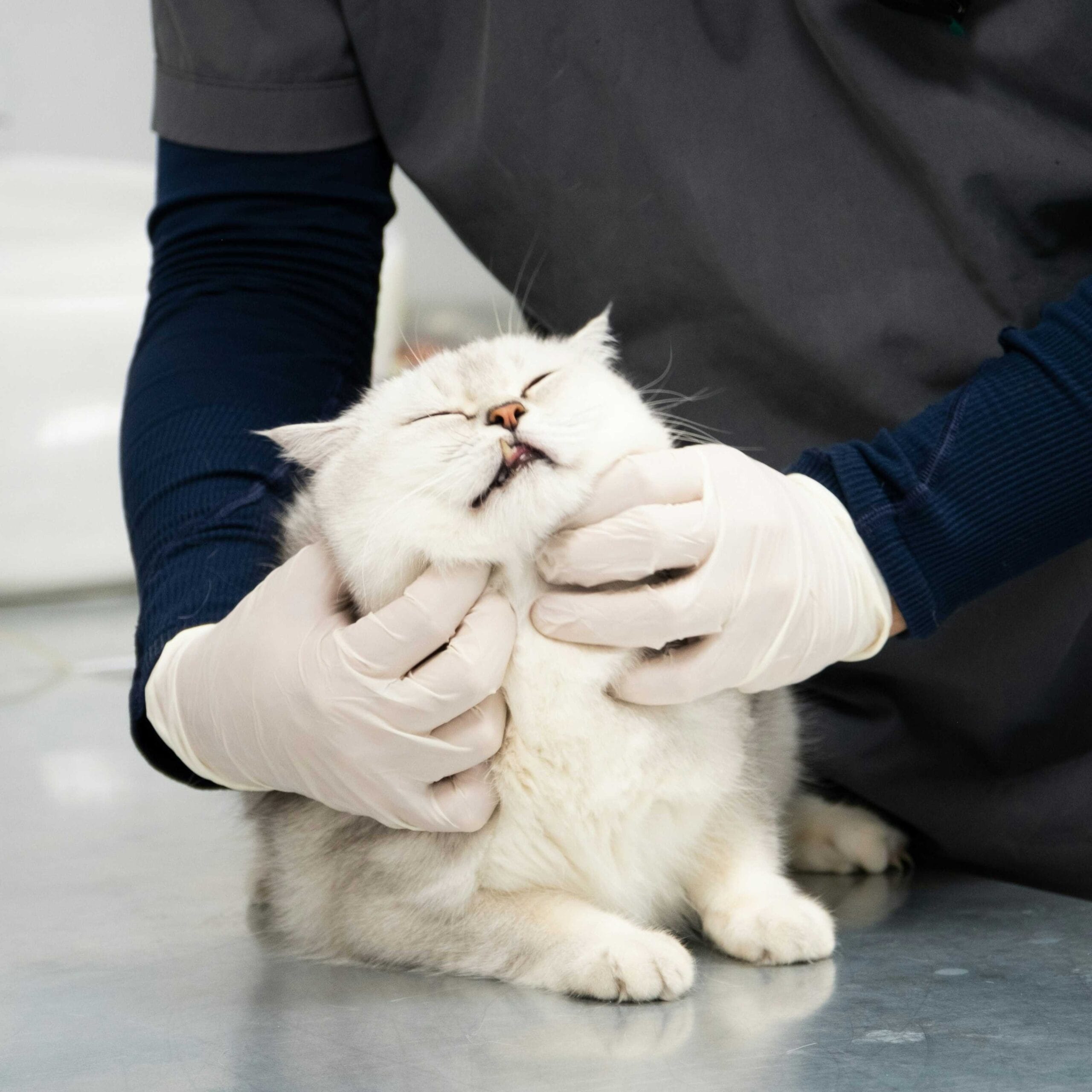 A white cat being gently held around the neck and chin by a person wearing gray scrubs and white latex gloves in a veterinary examination setting.