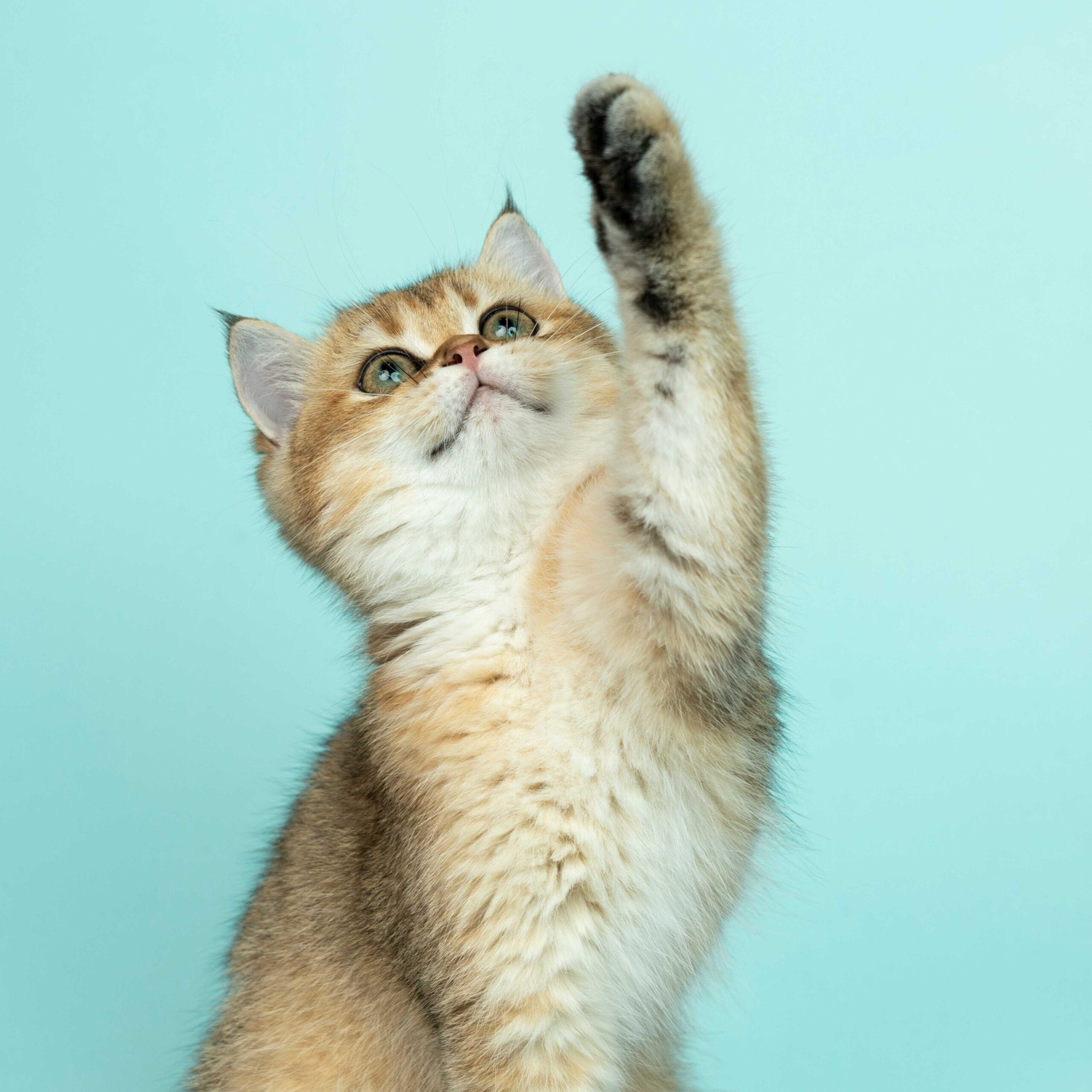 A playful golden-colored kitten sitting up against a blue background, lifting one paw high into the air.