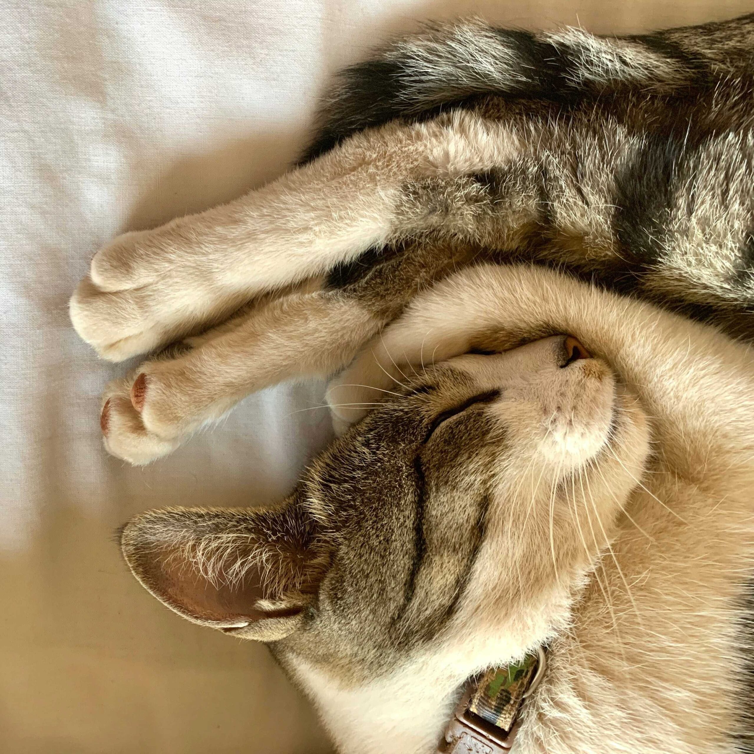 A relaxed tabby and white cat lying on a white sheet, sleeping soundly with one paw covering its eyes, suggesting peace and wellness.