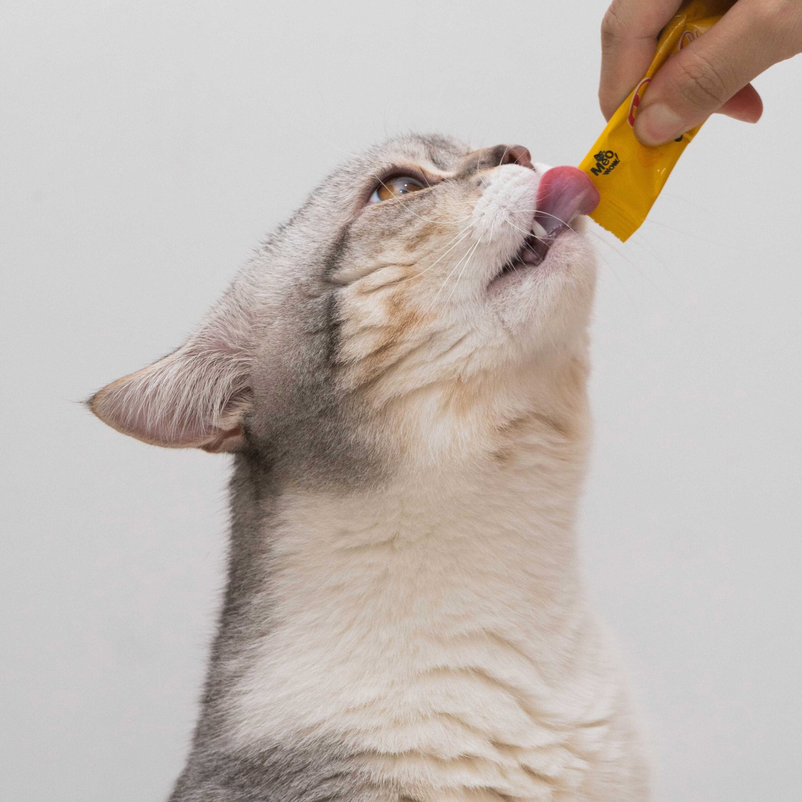 A silver tabby cat eating a supplement paste directly from a squeezable pouch held by a person's hand.