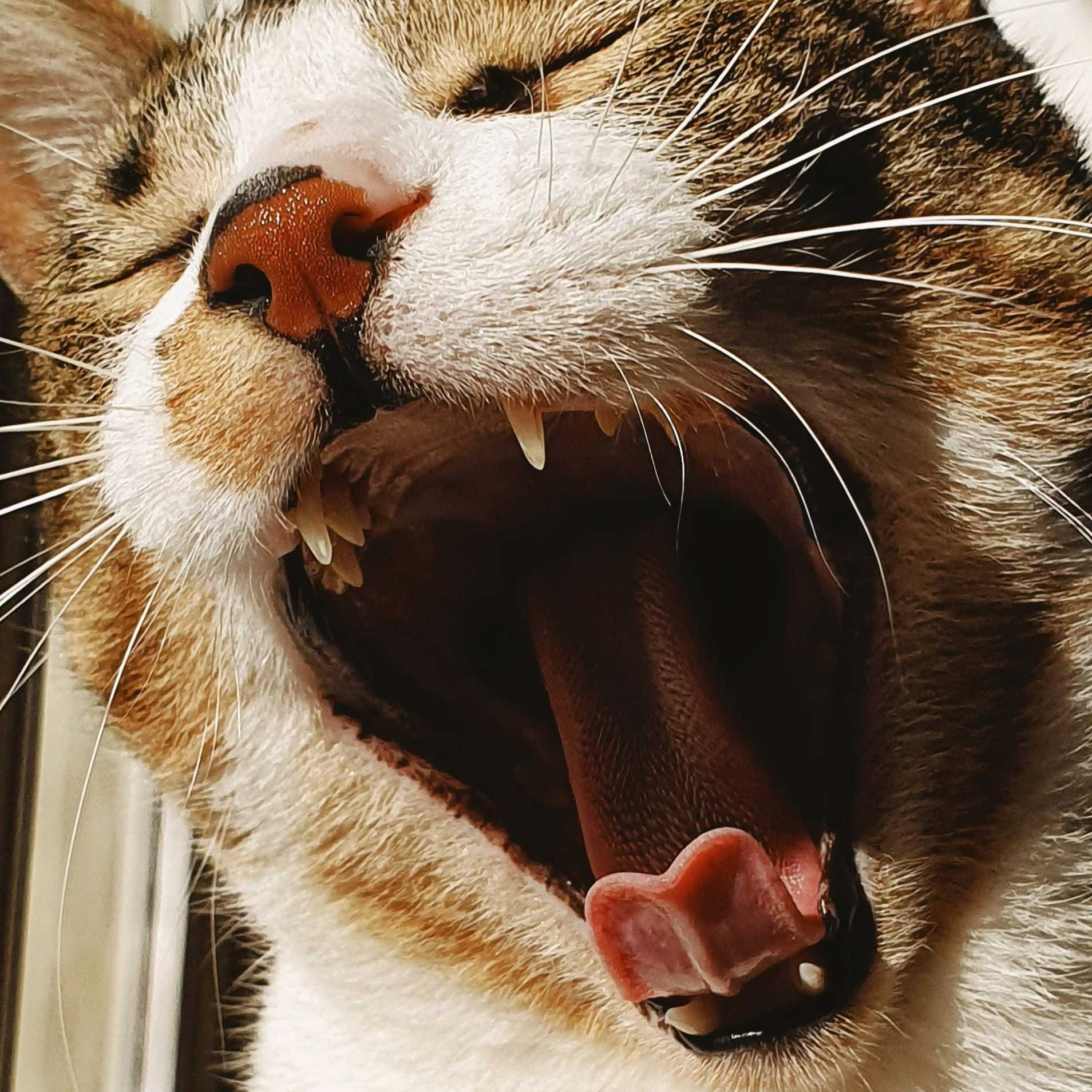 Extreme close-up of a tabby cat yawning widely, showing the inside of its mouth, gums, and teeth.