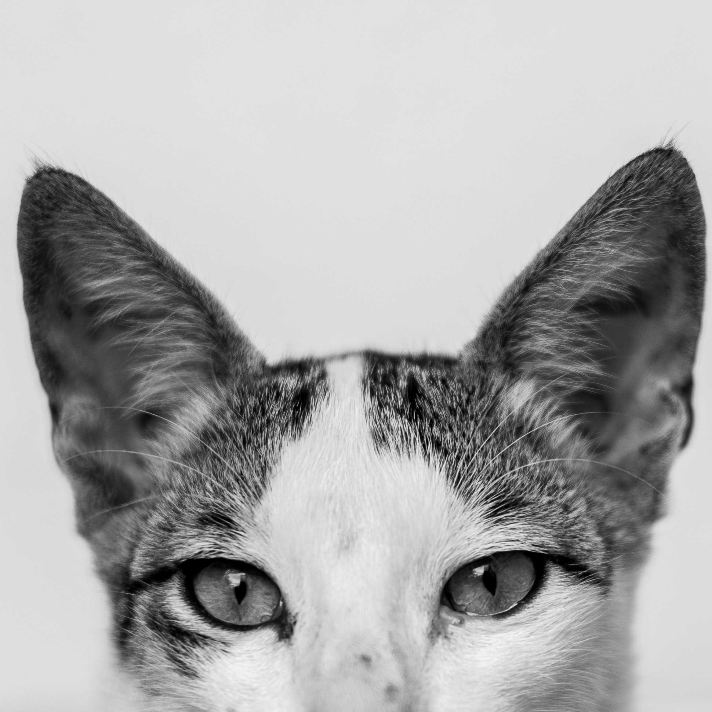 compressed ears cropped