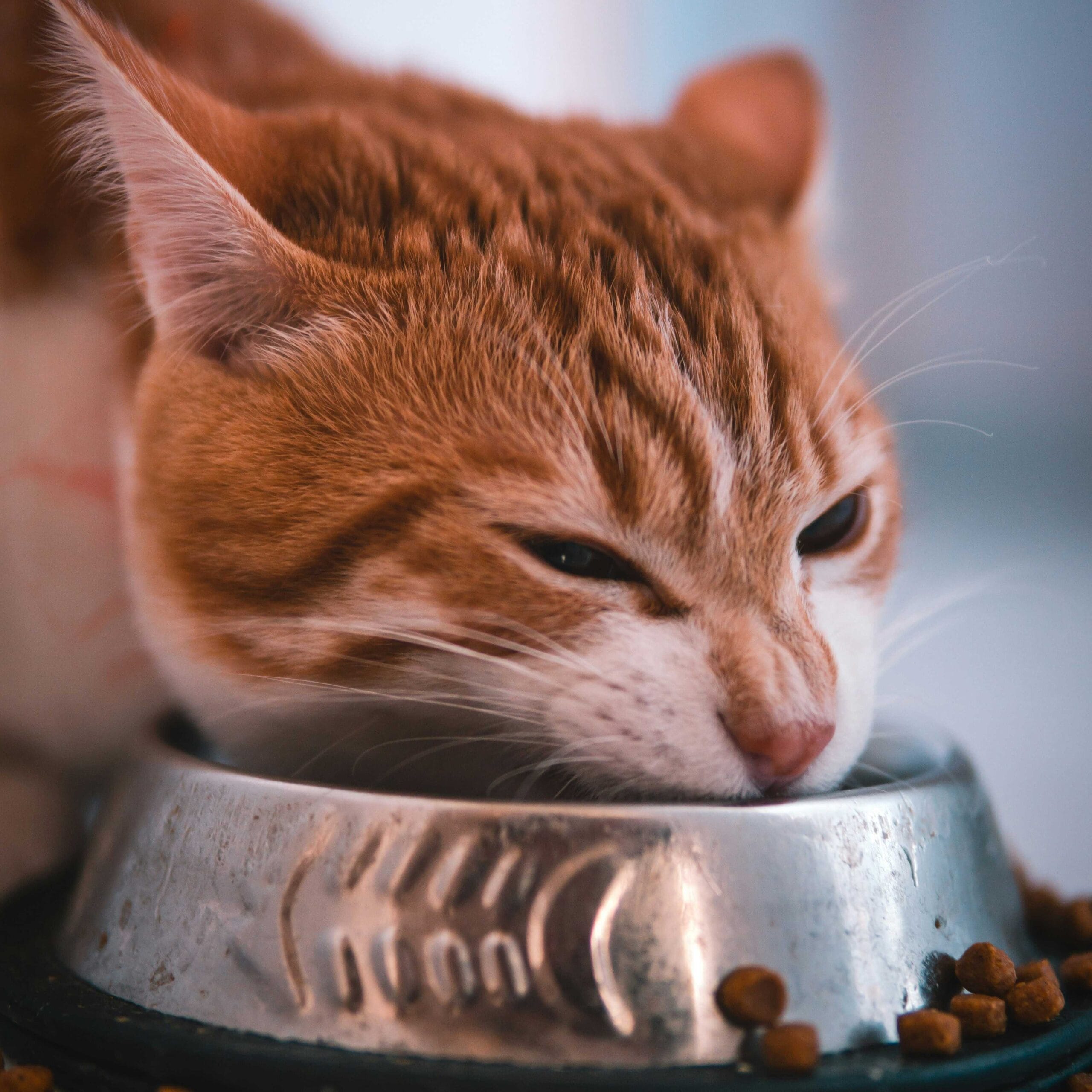 An orange tabby cat in a soft focus setting leaning over a stainless steel bowl and eating dry kibble.