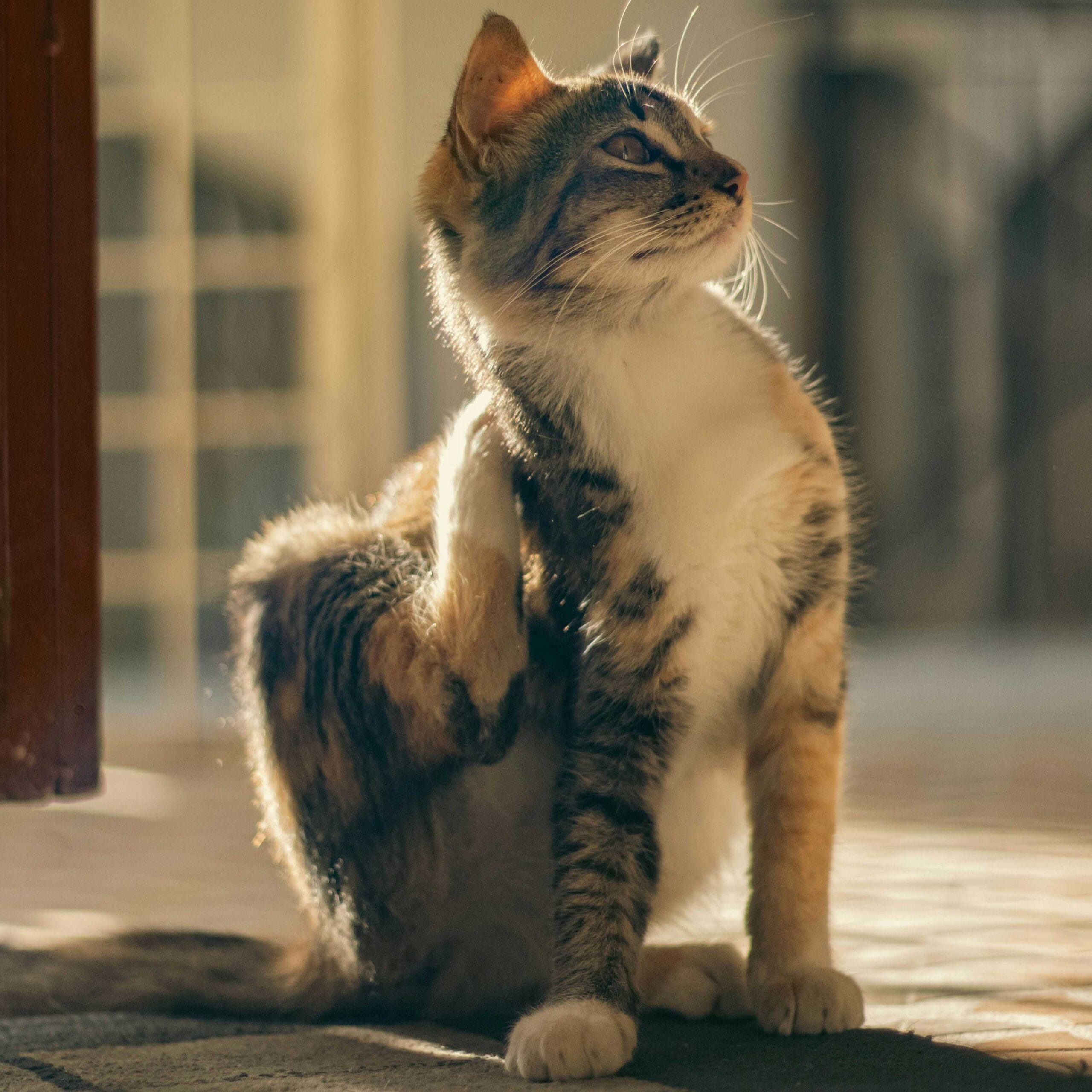 Calico cat sitting in a patch of sunlight, looking up, with a slight blur to its fur that could suggest agitation or the act of scratching, hinting at skin irritation from pests.