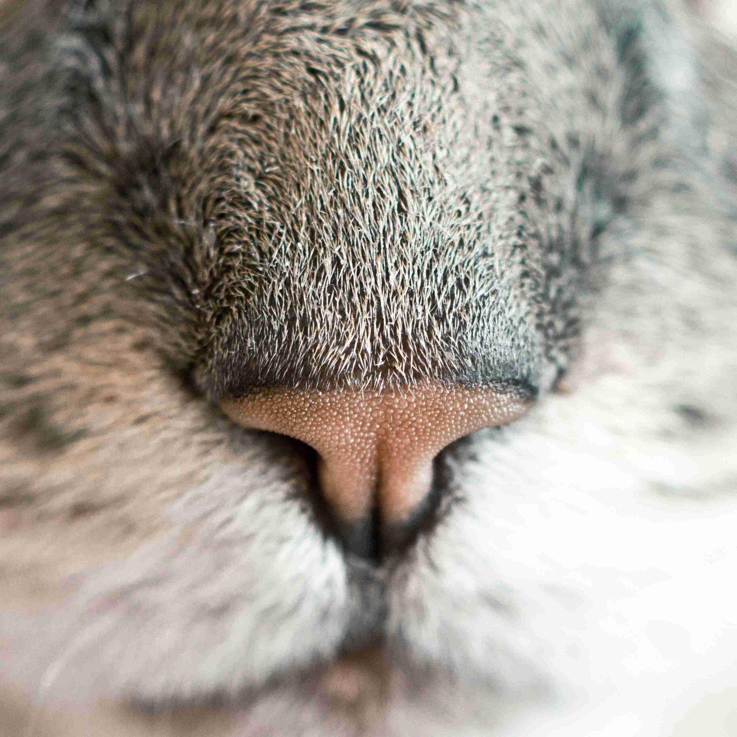 Extreme close-up of a cat's face focusing tightly on the nose and muzzle area, highlighting the organ of breathing.