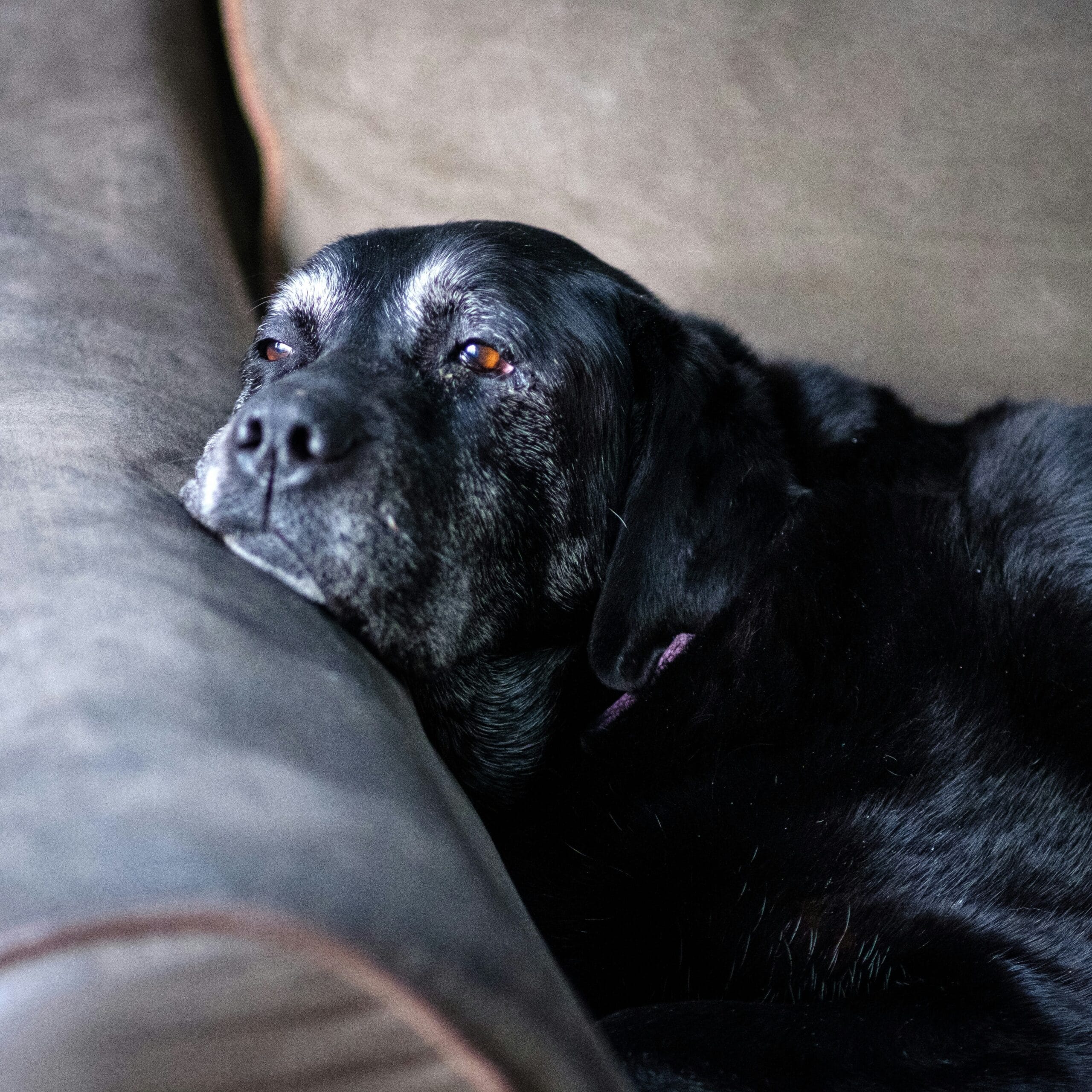 Close-up of a gentle, aging black Labrador/Retriever mix resting peacefully on a couch, with a gray muzzle and soft expression, symbolizing the need for compassionate support and care during canine cancer treatment.