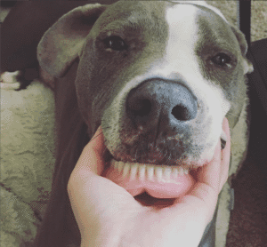 Chloe, my soul dog, smiling, showing her fake teeth.  A happy moment highlighting the loving, unique personality of the dog at the heart of our pet health content.