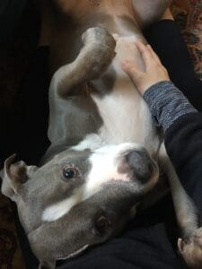A close-up of a hand giving Chloe a belly rub, showing deep trust and strong bond between us.