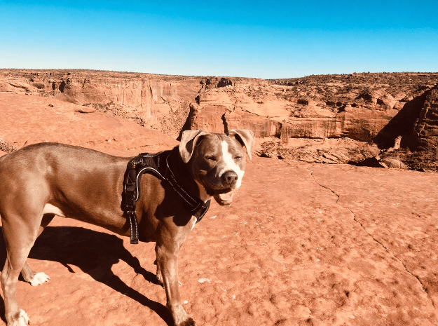 Chloe, the soul dog, standing strong and happy on a red rock canyon hike, symbolizing her resilience and fighting spirit during her long battle with cancer.