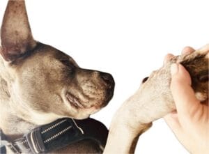 Intimate close-up of a human hand holding Chloe's paw, symbolizing the deep bond and dedication that inspired the site's integrative pet health mission.