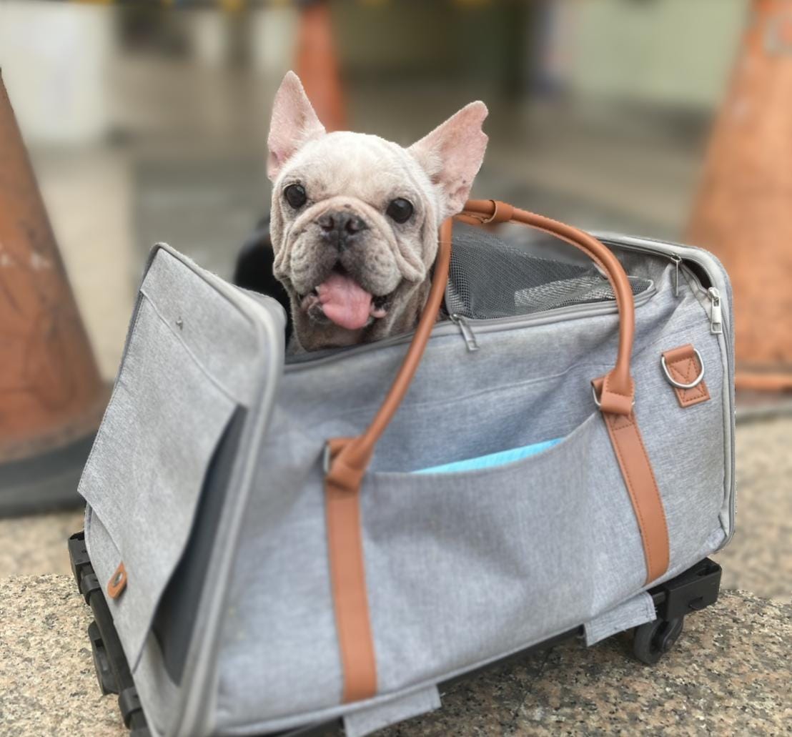 A happy French Bulldog in a grey travel carrier, representing the real-world pet travel and care experience that informs our editorial process.