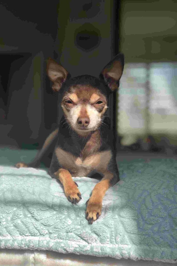 Brown and white Chihuahua lying on a light blue textured blanket, eyes half-closed in a calm, serene pose.