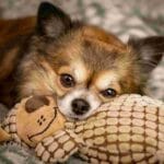 A long-haired Chihuahua lying on a patterned blanket with a plush turtle toy tucked under its chin, looking at the camera.