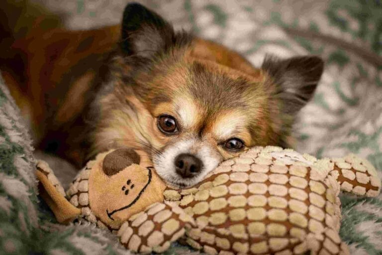 A long-haired Chihuahua lying on a patterned blanket with a plush turtle toy tucked under its chin, looking at the camera.