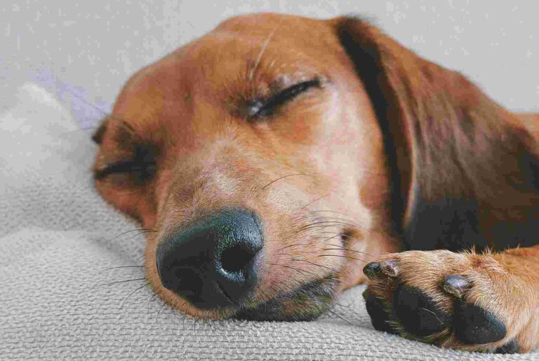 A smooth-haired brown Dachshund sleeping on a blanket, showing their loyal and calm behavior.