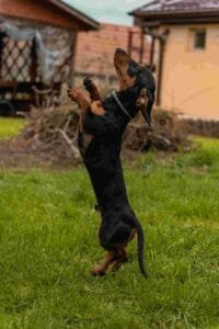 A black and tan Dachshund standing alert on its hind legs in a grassy yard.